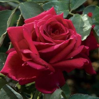 30 เมล็ด ดอกกุหลาบ สีแดง พันธุ์แคระ กุหลาบจิ๋ว Rose Seeds