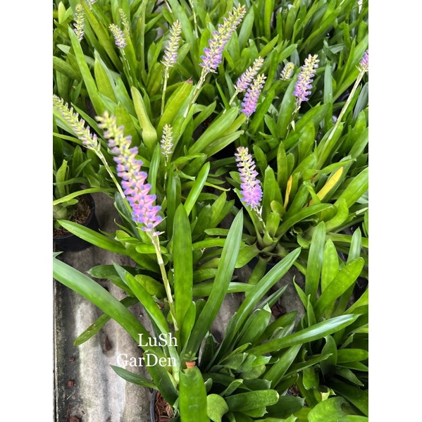 ต้นสัปปะรดสีก้านไม้ขีด Aechmea gamosepala 🌵🌵☘️