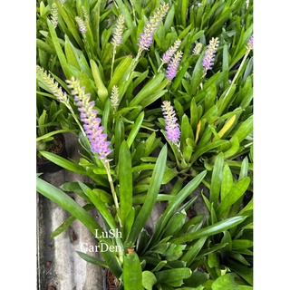 ต้นสัปปะรดสีก้านไม้ขีด Aechmea gamosepala 🌵🌵☘️