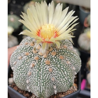 แอสโตร​ไฟตั้ม เว้า เกร็ดสวย  #แคสตัส castus​ astrophytum แอสโตร แอสโตร​ไ​ฟตั้​ม แอสโตรไฟตัม กระบองเพชร แอสโตรวี super