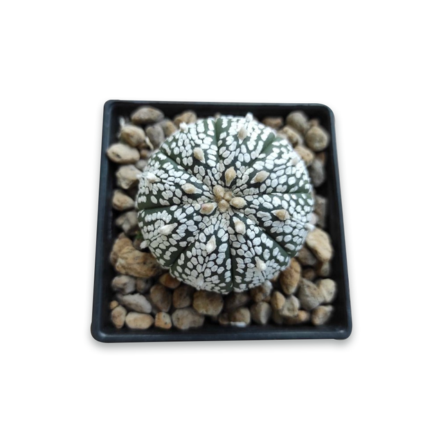 Astrophytum asterias 'Super Kabuto' ไม้เมล็ด ไซส์ L (ขนาด 2 - 2.5 นิ้ว)