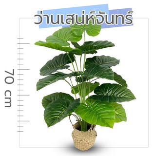 พร้อมส่ง!! VG ต้นไม้ปลอมคุณภาพสูง ว่านเสน่ห์จันทร์ 70 ซม.