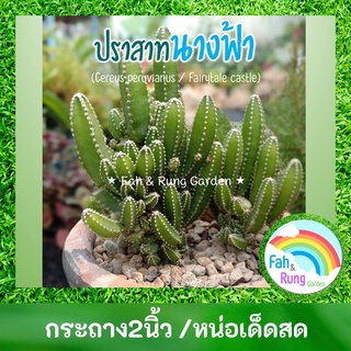 🌵ปราสาทนางฟ้า/คอนโดนางฟ้า แคคตัส