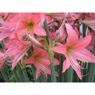 2หัว ว่านสี่ทิศ amaryllis ดอกสีโอรส พันธุ์พื้นเมือง ทนแดดทนฝน หัวขนาด 18-22 ซม ปลูกง่าย อึดทน ขยายพันธุ์เร็ว