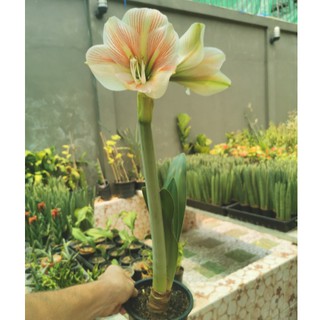 Amaryllis  (Hippeastrum) ว่านสี่ทิศฮอลล์แลนด์พันธุ์ สีขาว หัวใหญ่ 21-23ซม 2หัว/ชุด