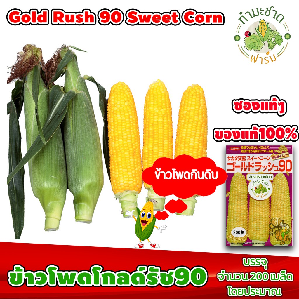 [ซองแท้ 200เมล็ด] เมล็ดพันธุ์ ข้าวโพด โกลด์รัช 90 Gold Rush 90 Hokkaido Sweet Corn ข้าวโพดฮอกไกโด ข้าวโพดนมสด