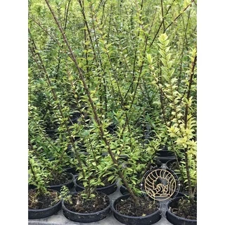 กล้าบ๊วยน้ำ 🌱 บอนไซ ยังไม่ผ่านการดัดเข้าลวด กระถาง 3” นิ้ว บอนไซจิ๋ว ลูกค้าสามารถนำไปเข้าลวดด้วยตัวเอง