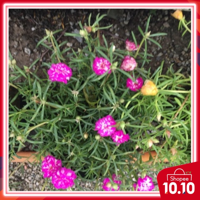 JAPANESE ROSE FLOWER TREE เร็วบอกกับก้านดอก