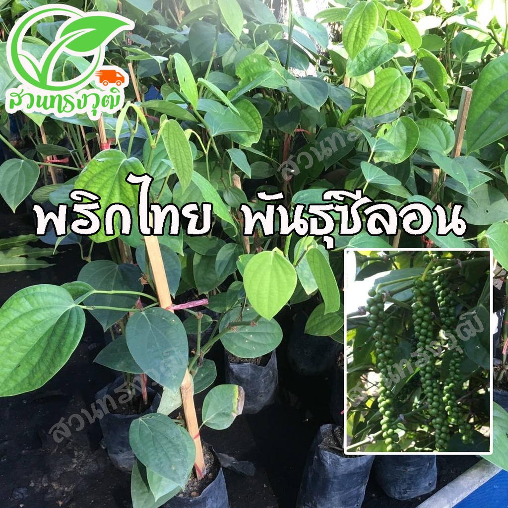 พริกไทย พันธุ์ซีลอน กิ่งปักชำ แท้💯%