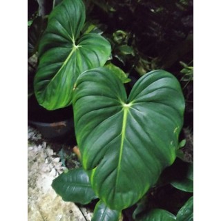 ต้น Philodendron ใบสวย ไม้โชว์