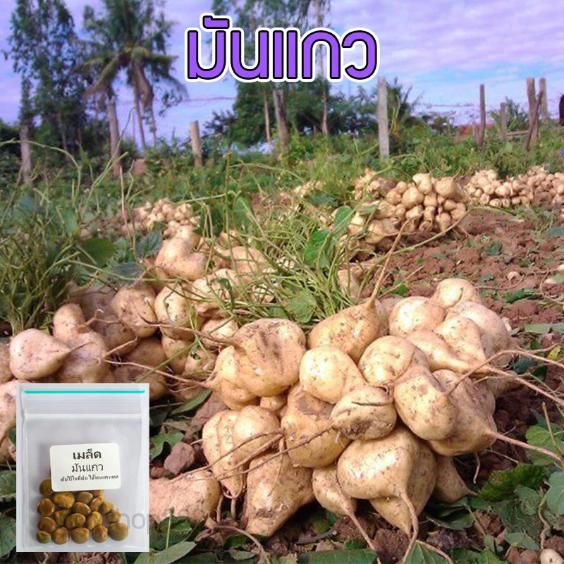 เมล็ดพันธุ์ มันแกว มันตะเภา มันละแวก ปลูกมันแกว เมล็ดมันแกว 160 เมล็ด