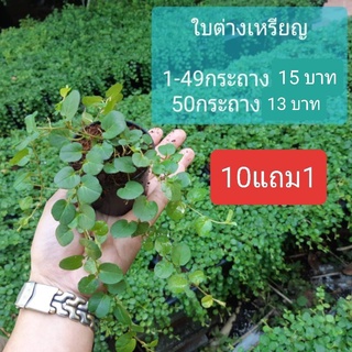 หญ้าใบต่างเหรียญ พืชคลุมดินตลอดกาล