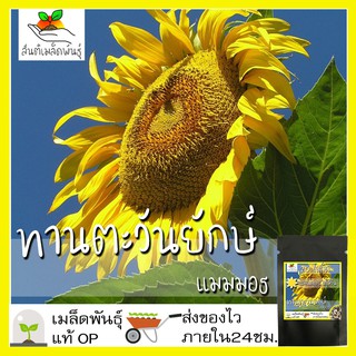 เมล็ดพันธุ์ ทานตะวัน แมมมอธ20เมล็ด Mammoth Grey Stripe Sunflower Seed เมล็ดพันธุ์แท้100%นำเข้าจากต่างประเทศ ปลูกดอกไม้