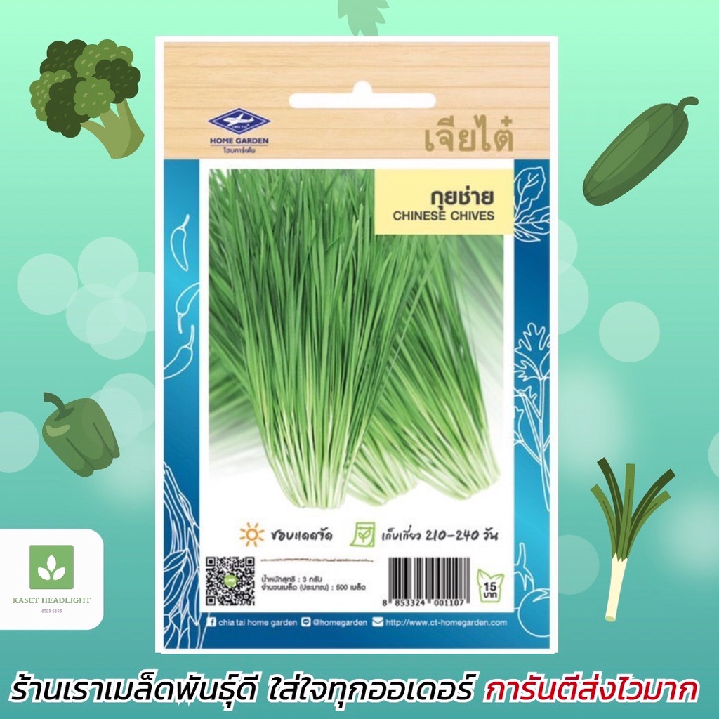 กุยช่าย เจียไต๋ กุ้ยช่าย Chinese Chives เมล็ดกุยช่าย