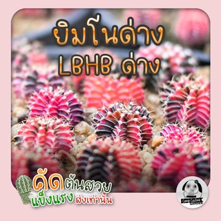 ต้นยิมโน LBHB ด่าง และ ยิมด่าง- แอลบีไฮบริดด่าง&amp;ยิมโนด่าง (gymnocalycium) - กระบองเพชร ราคาถูก🌵แคคตัส🌵