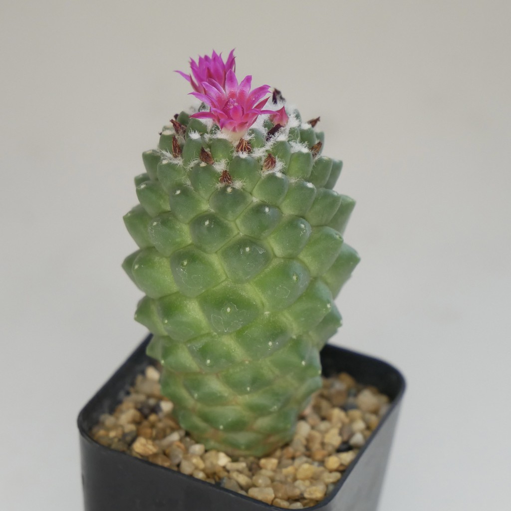 029 กระบองเพชร แมมเฮเลน หรือ Mammillaria Vagaspina Helen - Dusadisu -  Thaipick