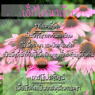 เมล็ดพันธุ์ เอ็กไคนาเซีย 150 เมล็ด Echinacea purpurea Seed เมล็ดพันธุ์แท้ นำเข้าจากต่างประเทศ ปลูกผัก สวนครัว ถูกดี