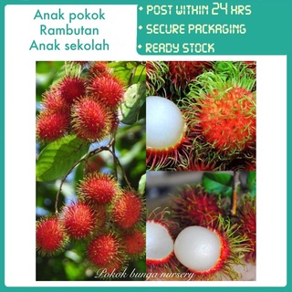 PBN - anak pokok rambutan anak sekolah - pokok bunga nursery fruit sapling outdoor plant rajin cepat berbuah lebat subur