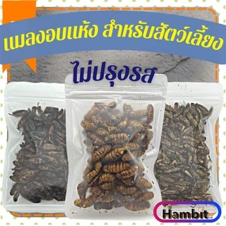 Hambit. หนอนไหมอบแห้ง จิ้งหรีดอบแห้ง สะดิ้งอบแห้ง ไม่ใส่เกลือ สำหรับสัตว์เลี้ยง