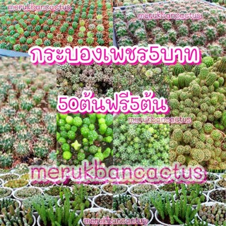 หน่อกระบองเพชร มีราก🌵แคคตัสราคาถูก คละชนิด🌵