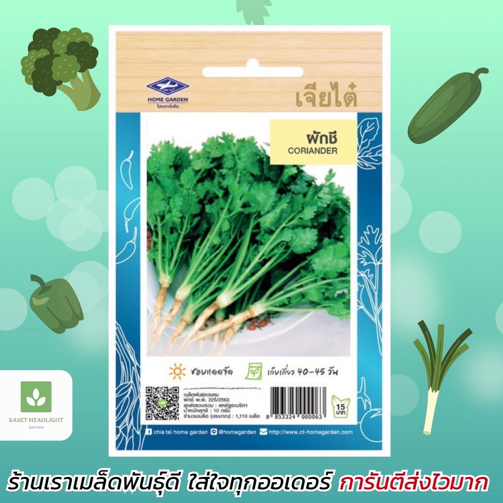 เมล็ดผักชี เมล็ดพันธุ์ผักเจียไต๋ ซอง15 บาท ผักชี เมล็ดพันธุ์ผักชี