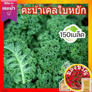 ผักเคลใบหยิก เมล็ดพันธุ์ 150+ เมล็ด (Kale Seeds)  คะน้าใบหยิก  ผักคะน้าใบหยัก เมล็ดผัก เมล็ดพันธ์ ผักเคลCabbageWhiteRose