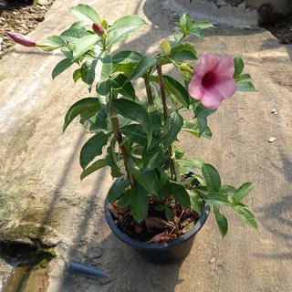 บานบุรีสีม่วง กระถางใหญ่11นิ้ว เลี้ยงง่าย