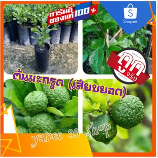 ต้นมะกรูด #เสียบยอด#  พันธุ์ใบใหญ่ ใบดก ขนาดความสูง 60-80 ซม. ชุดละ (1ต้น/แพ็ค)