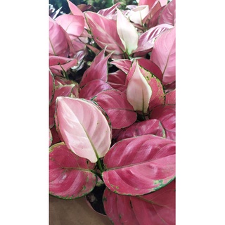 aglaonema super pink อโกนีม่า ซุปเปอร์ พิงค์