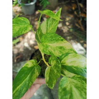 Epipremnum pinnatum yellow variegated อิพิด่างเหลือง