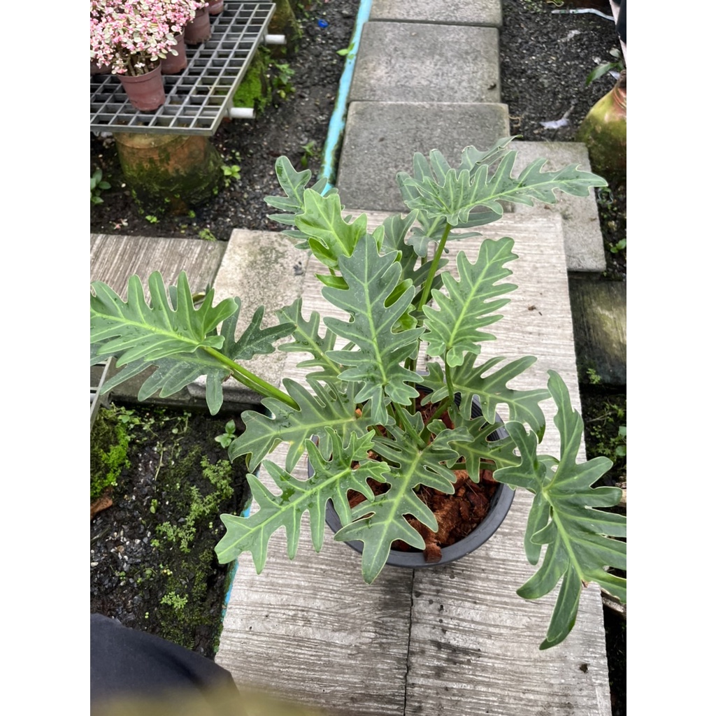 มุมมอง 2