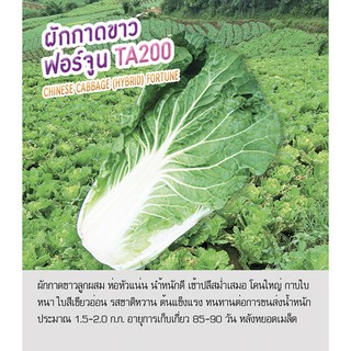 เมล็ดพันธุ์ ผักกาดขาว ฟอร์จูน - Chinese Cabbage Fortune TA200 ตราดอกแตง เมล็ดผัก คุณภาพ "เพื่อนเกษตรกร"