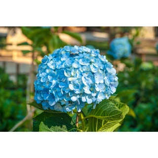 20 เมล็ด เมล็ดไฮเดรนเจีย Hydrangea Seeds สีฟ้า ไฮเดรนเยียสายพันธุ์ฝรั่งเศส