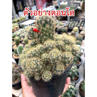 แมมเม็ดพริก Mammillaria prolifera แคคตัส กระบองเพชร cactus&amp;succulent