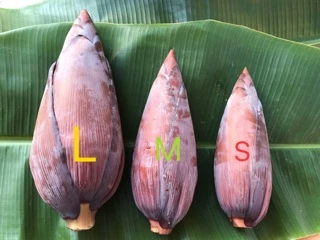 หัวปลี สด ปลอดสาร(Banana Blossom)(พร้อมส่ง )#ช่วยเพิ่ม น้ำนม เหมาะสำหรับ คุณแม่หลังคลอด # ลด น้ำตาลในเลือด # เพื่อสุขภาพ