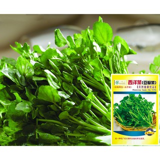 เมล็ดวอเตอร์เครสแท้(1,000+เมล็ด)ผักน้ำเบตง Watercress***ไม่ใช่ผักเป็ดญี่ปุ่น***