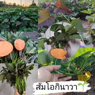 ส้มโอกินาวา500ยอด400บาทแถมคู่มือการปลูก