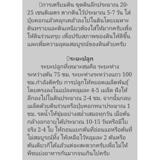 เมล็ดพันธุ์ บวบเหลี่ยม 15 เมล็ด ขยายพันธุ์ต่อได้เนื่องจากเป็นเมล็ดพันธุ์เปิด