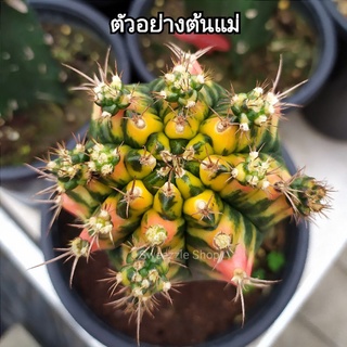 *ซื้อ 1 แถม 1* กระบองเพชร (Cactus) ไม้กราฟ โคลน T31115 กราฟตอ 3 เหลี่ยม (รูปแรกต้นแม่)