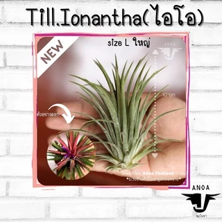 *สินค้าขายดี* Tillandsia ทิลแลนเซีย สับปะรดสี 6 สายพันธุ์ เกรด Premium