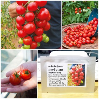 เมล็ดพันธุ์ มะเขือเทศเชอรี่ผลใหญ่ (Large Red Cherry Tomato Seed) บรรจุ 50 เมล็ด คุณภาพดี ของแท้ 100%