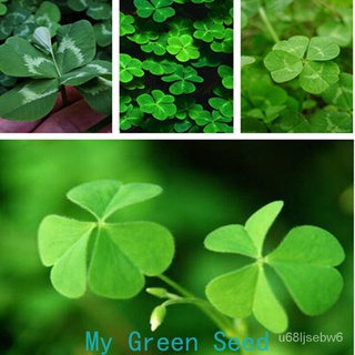 ถูก ใหม่ สายพันธุ์เมล็ดพันธุ์ Lucky Clover（Four Leaf glass）200เมล็ดพันธุ์คุณภาพ เมล็ดพันธุ์ เมล็ดดอกไม้ ไม้ประดับ พัน CI