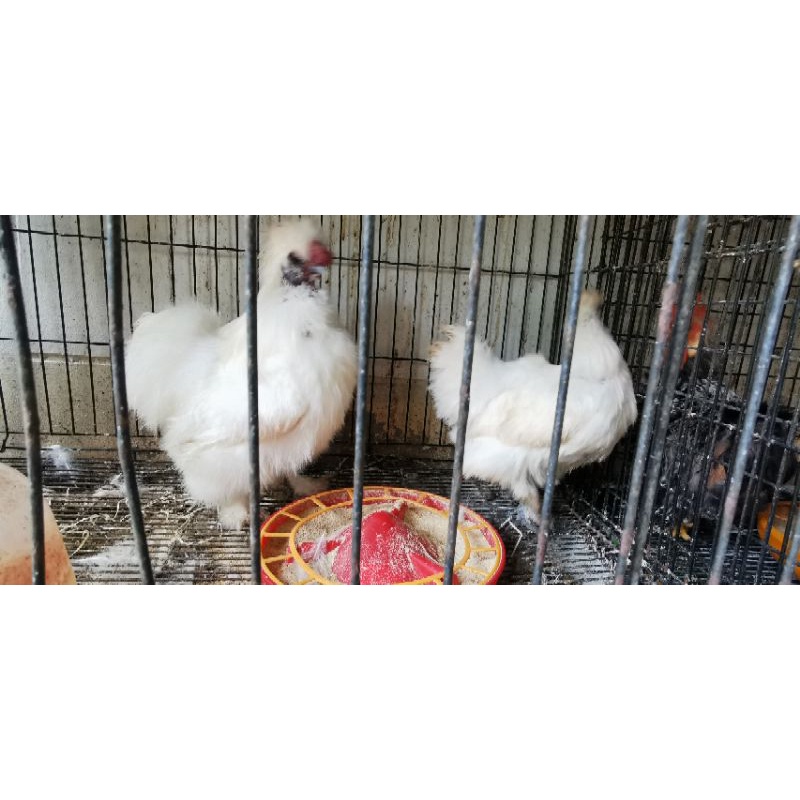 ไข่เชื้อไก่สวยงาม(ซิลกี้)​ ราคาต่อ1ฟอง