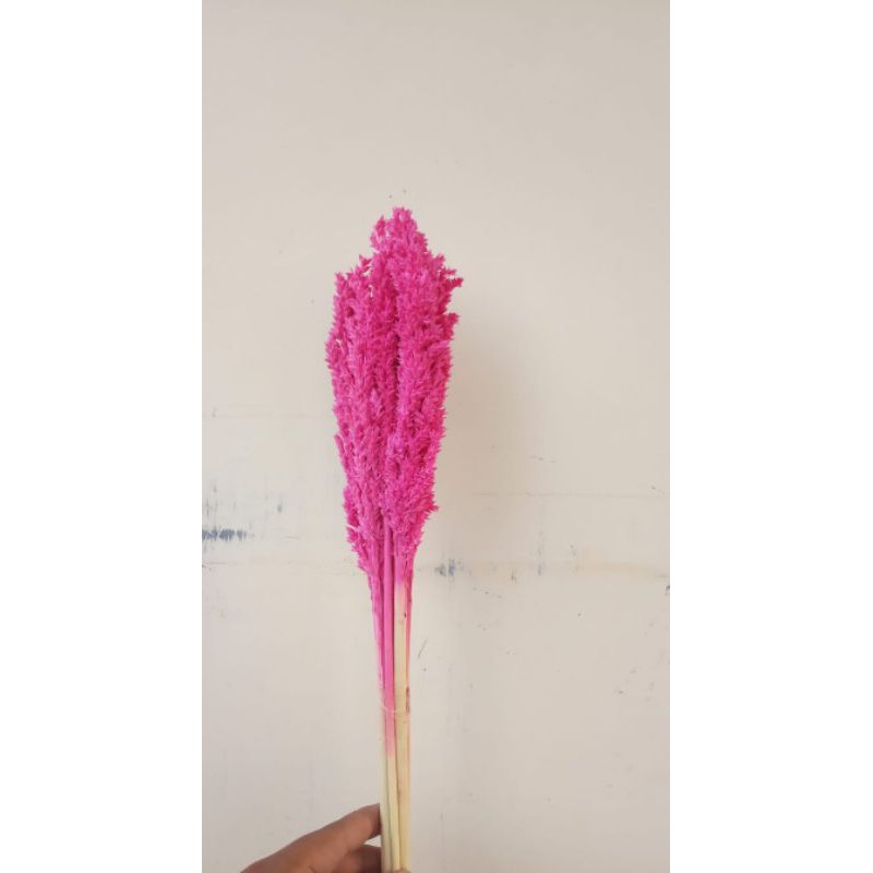 ดอกแคเทล / ข้าวฟ่างชมพู / ดอกแคเทล สีชมพู (1 พวง)