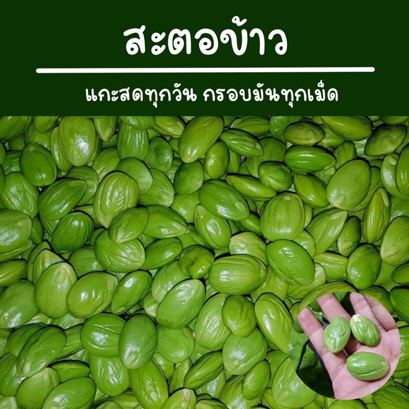 สะตอข้าวแกะสดทุกเม็ด คัดแก่จากมือ มีส่งตลอดปี