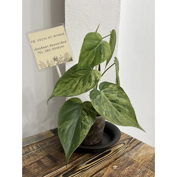 Philodendron Hederaceum Variegated 🍀🍀 #พูลบราซิลด่าง
