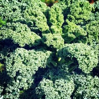 เมล็ด​พันธุ์​ เคล​ (บลูเคล)​ คะน้าใบหยิก​ Blue​ Kale 150เมล็ด​