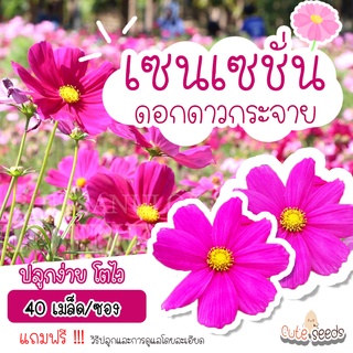 เมล็ดพันธุ์ดอกเซนเซชั่น (ดาวกระจายฝรั่งเศษ) 40เมล็ด อัตราการงอก95% ปลูกง่าย โตไว(แถมฟรี เมล็ดผักทุกออเดอร์)