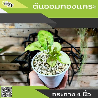 ต้นออมทอง ต้นไม้มงคลประจำบ้าน กระถาง 4 นิ้ว ( Syngonium )