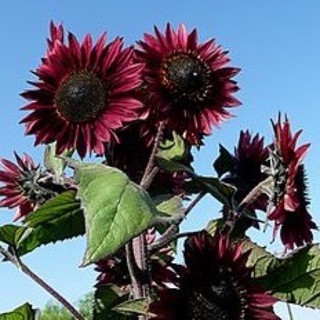 เมล็ดพันธุ์ ทานตะวัน เรดเฮดจ์ สีแดงเข้ม (Red Hedge Sunflower Seed) บรรจุ 5 เมล็ด